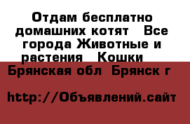 Отдам бесплатно домашних котят - Все города Животные и растения » Кошки   . Брянская обл.,Брянск г.